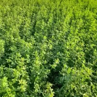 فروش یونجه پرس