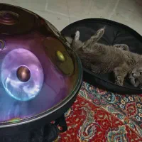 گربه