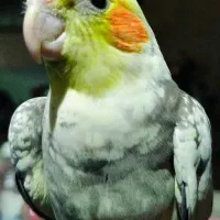 گمشده