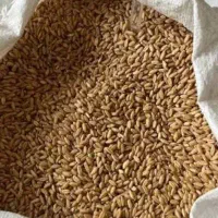 گندم پاک شده و تمیزه