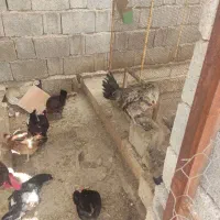 مرغ تخمگذار