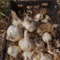 سیر سفید