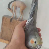 جغت مولد عروس هلندی