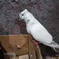 نر کله خال دار شمرونی