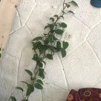 گل  پیچک
