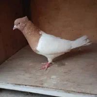 کله زرد نر