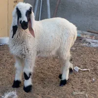 بره نرمری
