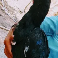 مرغ  لاری