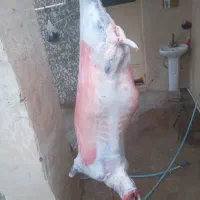گوشت گوسفندی خورشتی۱و۱۰۰