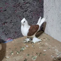 ماده دوکت نقش