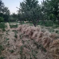 64 باغ علف یونجه آماده چین اول