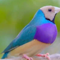 فنچ گلدین،سهره رنگین‌کمان