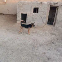 سگ نگهبان|سگ|قوچان, |دیوار