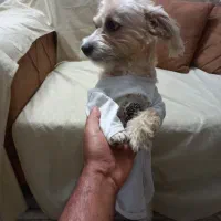 سگ پاپی