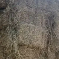 سرچینه