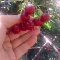 البالو تازه وارگانیک