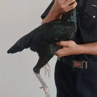 تعدادی مرغ‌لاری