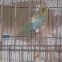 مرغ عشق رنگ خاص