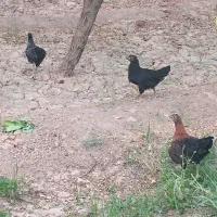 مرغ