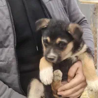 توله سگ ژرمن اصیل