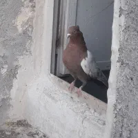 کفتر رایگان