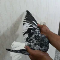 نر کوهی دم سفید