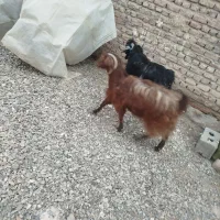 بز و بزغاله