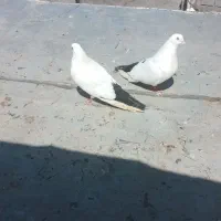 آغ قره گویروخ