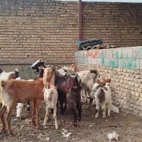 6عدد بز بزغاله دار