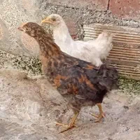 فروش دو عدد جوجه مرغ خانگی ۳ماهه