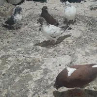 کبوتر گرفتنی
