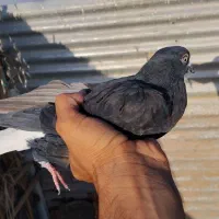 ماده دم سفید