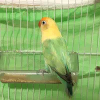 طوطی کوتوله برزیلی