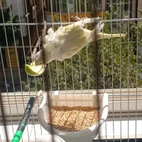 مرغ عشق پروانه ای رنگ خاست نر و مرغ عشق ماده ساده