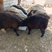 بره