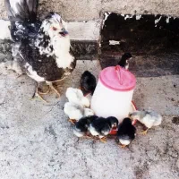 جوجه زیر مرغی گلین اصل پنگوئنی طوسی خال سوزنی و..