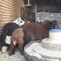 بره نر