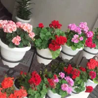 سوییت دربستی مطمعن دوخوابه پاسخگویی 24 ساعته