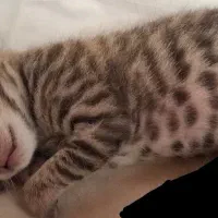 گربه