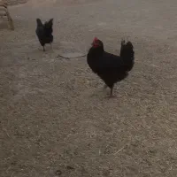 مرغ تخم گذار بلک