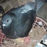 ماده چاپی پلاکی درجه 1
