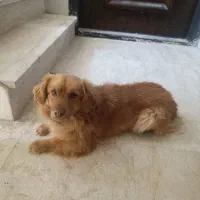 سگ پا کوتاه