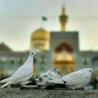 تور مشهد /ویــژه محـرم/ظرفیتـ محدود است