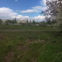 کار در نهالستان