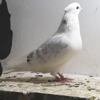 کبوتر  یکت شاهی و جوجه تیرسیاه