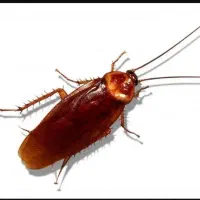 سمپاشی تضمینی موریانه سوسک ساس کک کنه موش سم‌پاشی