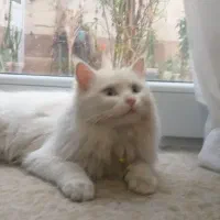 گربه گم شده