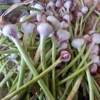 انواع محصولات محلی در محلی جات شکیبا موجوده