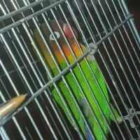 طوطی برزیلی کوتوله