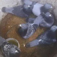 کبوتر پلاکی